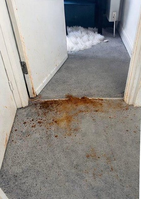 Before: hallway carpet with a large rust-brown stain by the doorway